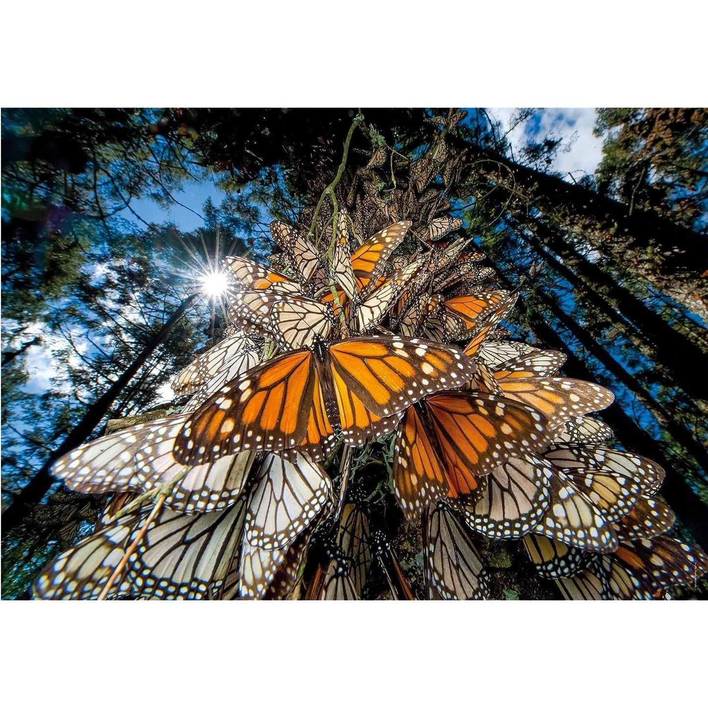 Clementoni National Geographic Monarch Butterflies Jigsaw Puzzle 1000 Pieces