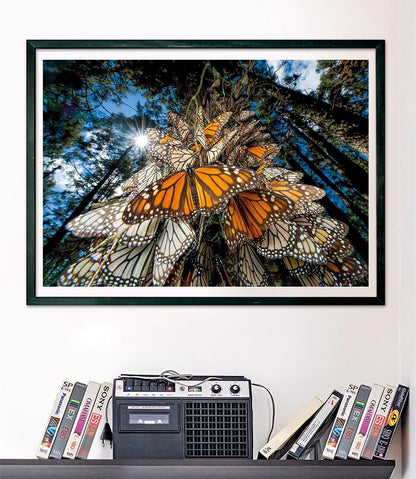 Clementoni National Geographic Monarch Butterflies Jigsaw Puzzle 1000 Pieces