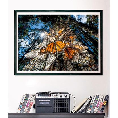 Clementoni National Geographic Monarch Butterflies Jigsaw Puzzle 1000 Pieces