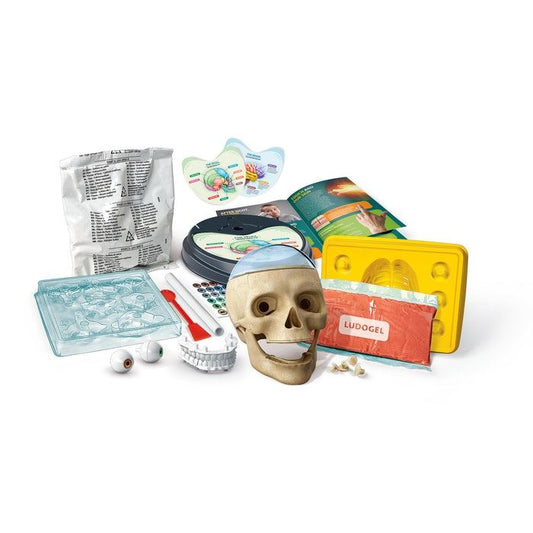 Crazy Anatomy