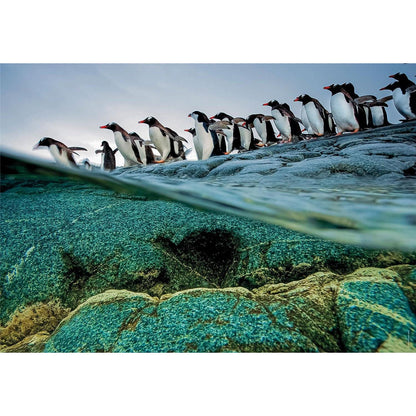 Clementoni National Geographic Penguins Jigsaw Puzzle 1000 Pieces